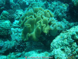 Soft coral. Olimpus Mju 700 no strobe by Svetoslav Dimitrov 